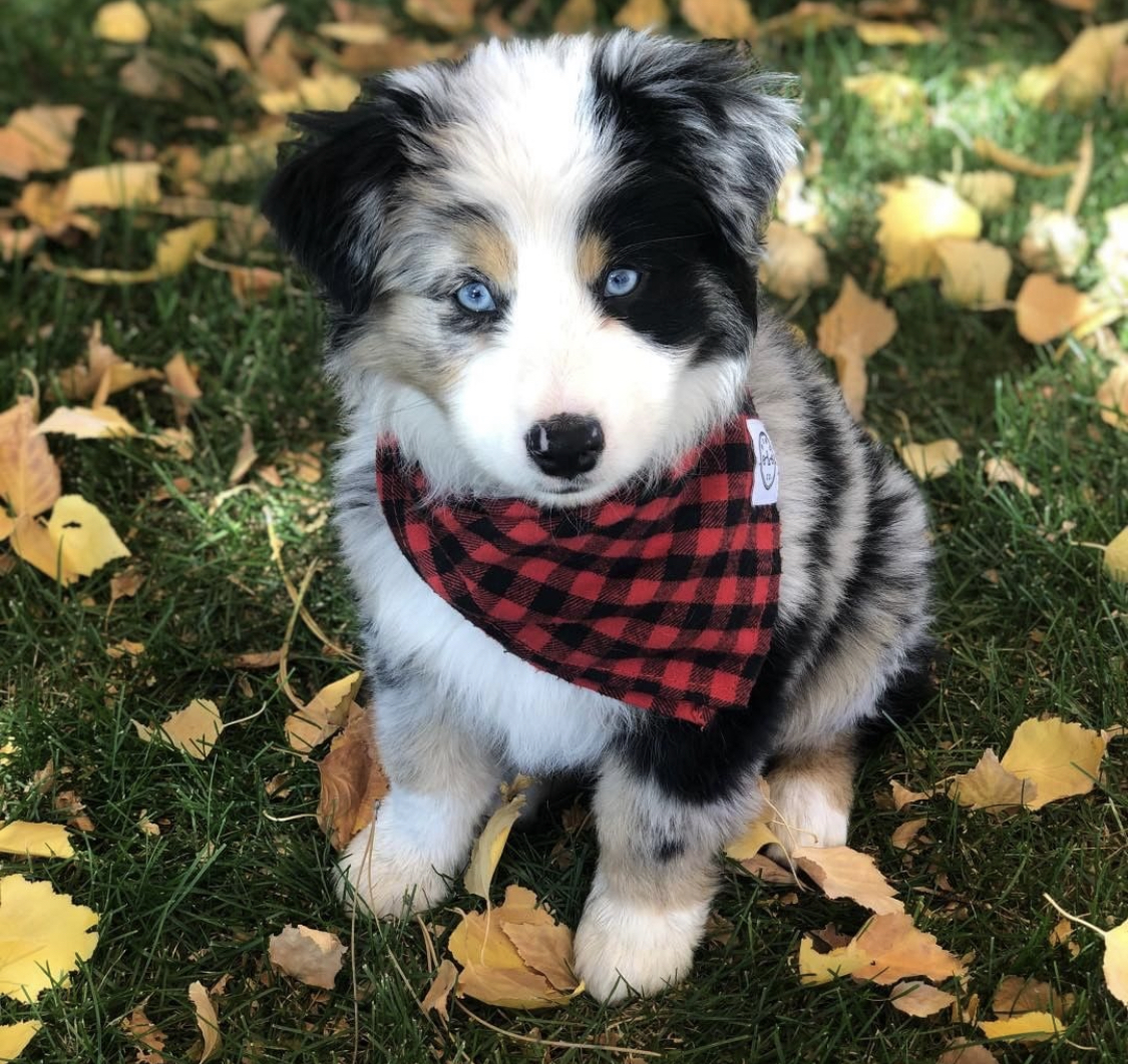 australian-shepherd-breeder-near-me - Canyon Creek Aussies